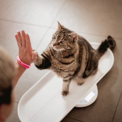 Katze in Transportbox